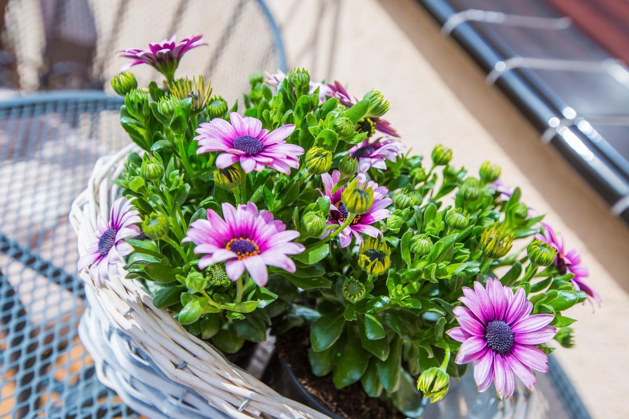 Savona Swinoujscie Bed & Breakfast エクステリア 写真